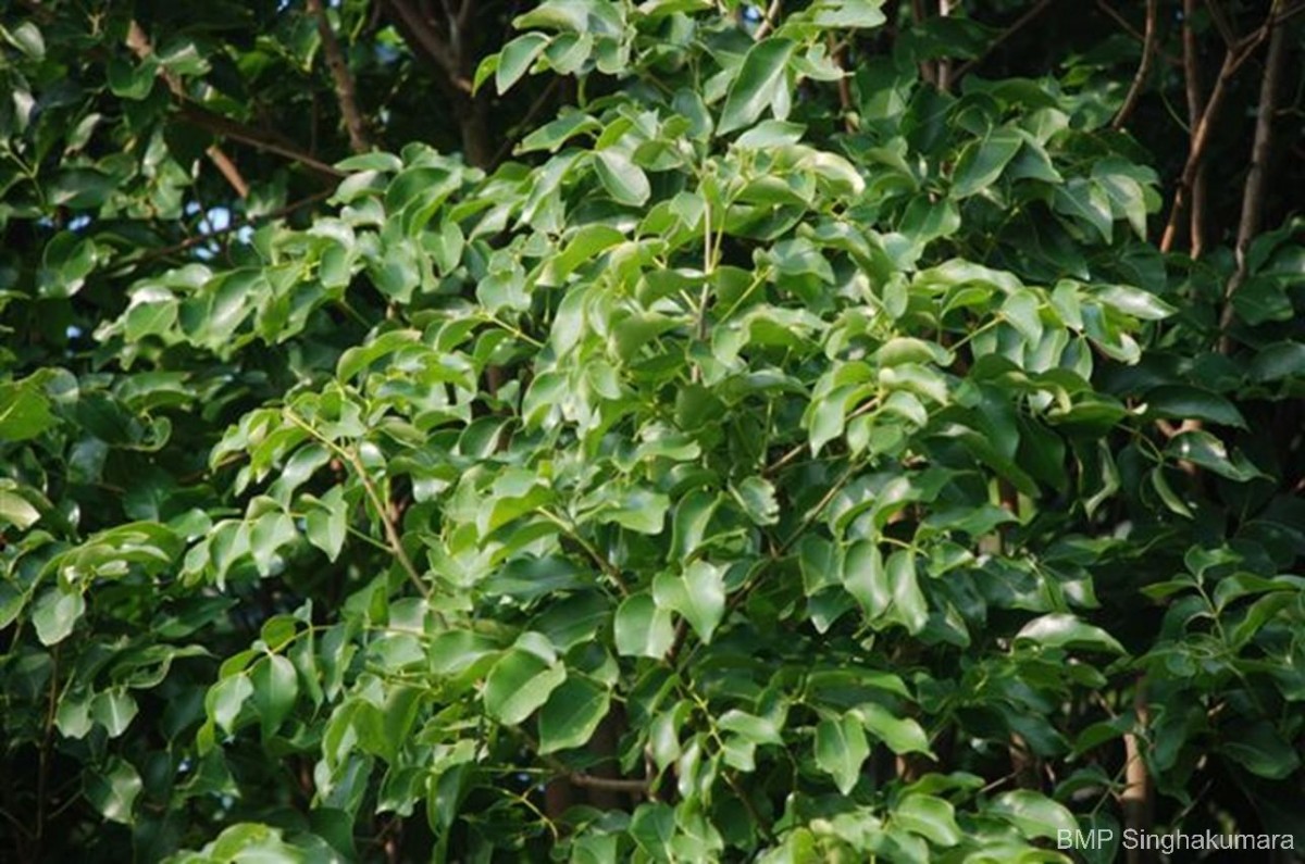 Xylocarpus rumphii (Kostel.) Mabb.